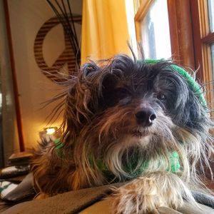 Meet your Posher, Janice